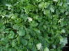 ALEXANDERS