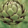 ARTICHOKE Tavor