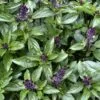 BASIL Cinnamon