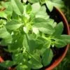 BASIL Greek