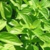 BASIL Lemon