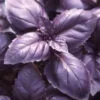 BASIL Red