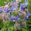 BORAGE
