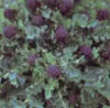 BROCCOLI Early Purple Sprouting