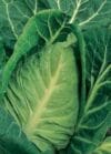 CABBAGE SPRING GREENS Wheelers Imperial