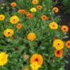 CALENDULA Pot Marigold