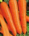 CARROT Autumn King