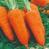 CARROT Chantenay Red Cored