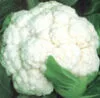 CAULIFLOWER Snowball