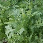 CHOP SUEY GREENS Shungiku