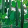CUCUMBER Tanja