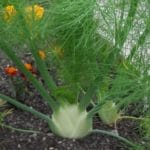 FENNEL Fino