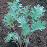 KALE Red Russian