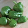 PEPPER Padron