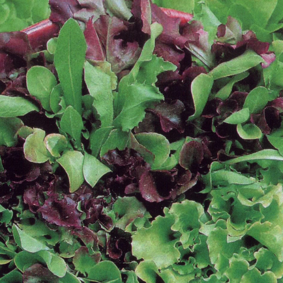 LETTUCE MIX Saladini