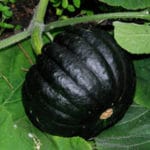 SQUASH Black Futsu