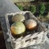 SQUASH Hokkaido