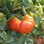 TOMATO Marmande