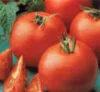 TOMATO Matina