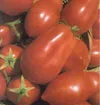 TOMATO Roma