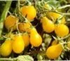 TOMATO Yellow Pear
