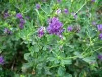 ALFALFA