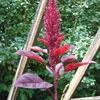 AMARANTH Red Army