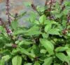 BASIL Holy