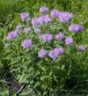 BERGAMOT Wild