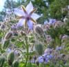 BORAGE