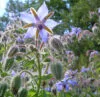 BORAGE
