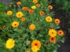 CALENDULA Pot Marigold