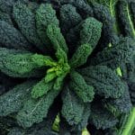 KALE Cavolo nero