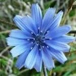 CHICORY