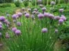 CHIVES