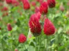 CLOVER Crimson