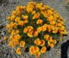 CALIFORNIA POPPY