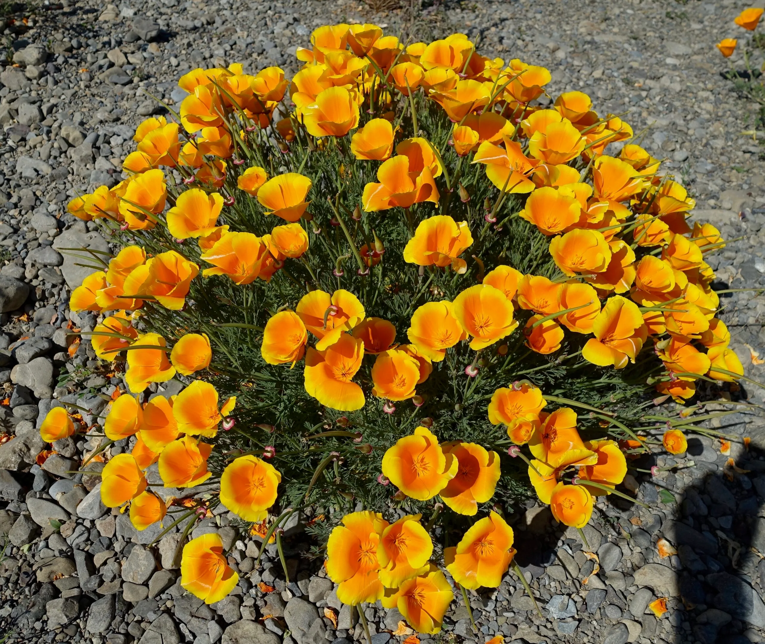 CALIFORNIA POPPY
