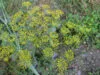 DILL Mammoth