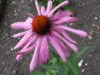 ECHINACEA purpurea