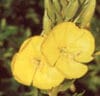 EVENING PRIMROSE