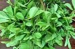 FENUGREEK