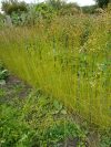 FLAX
