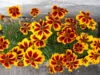 FRENCH MARIGOLD