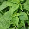 PERILLA Green Shiso
