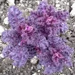 KALE Scarlet Curled
