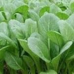 MUSTARD SPINACH Komatsuna
