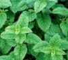 LEMON BALM