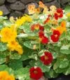 NASTURTIUM Mixed