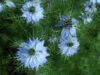 NIGELLA